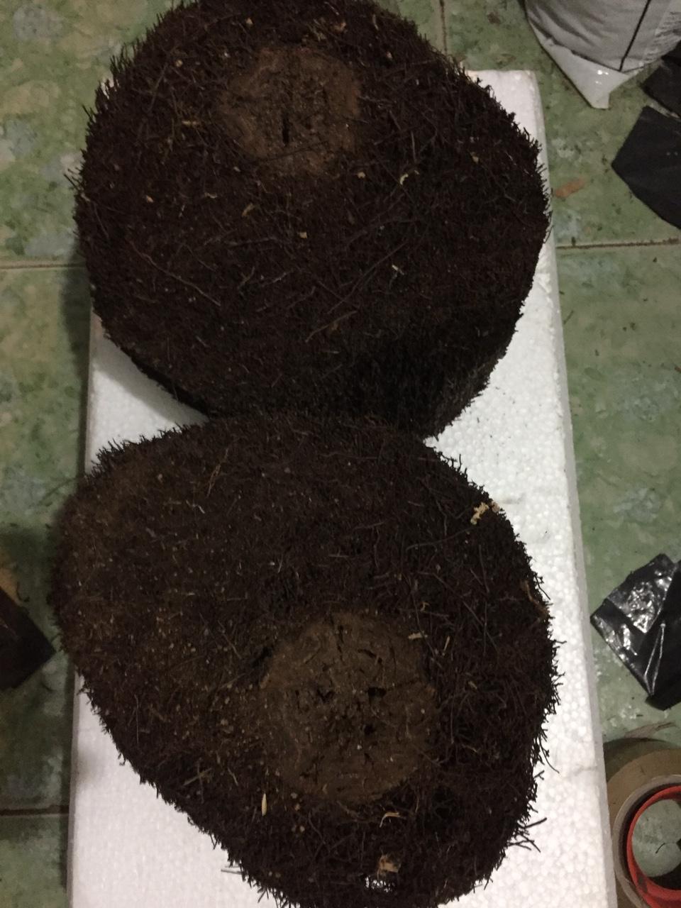 Cặp dớn ghép lan đường kính trên 20cm cao 10 cm