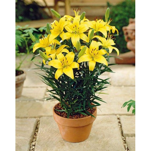 Combo 5 củ giống hoa ly lùn hoa vàng trồng chơi tết