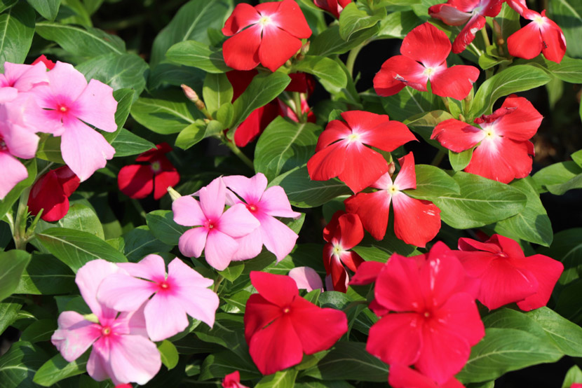 Hạt Giống Hoa Dừa Cạn Mix nhiều màu siêu Cute