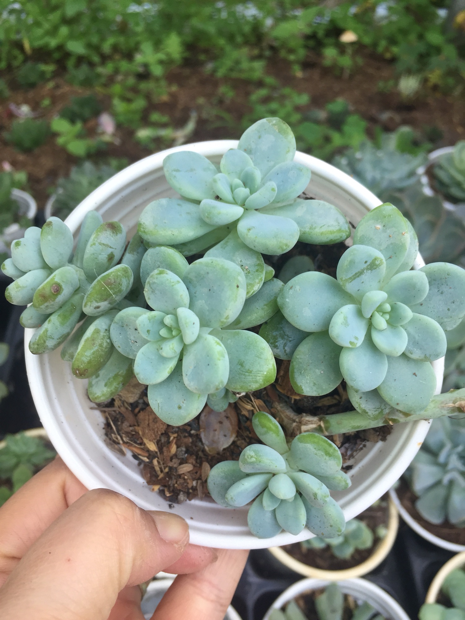Sen Đá Sỏi Thiên Thanh size trung