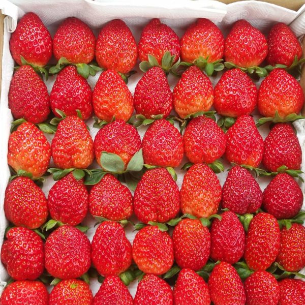 Dâu New Zealand ngon