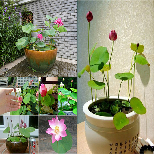 Đất Bùn Sạch trồng Sen mini Nhật - Đất Bùn Tươi dinh dưỡng trồng Sen - Mộc Nhân Farm