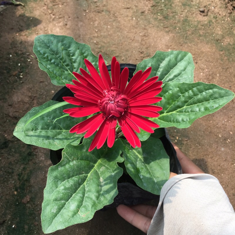 Cây hoa đồng tiền lùn đã có nụ và đang ra hoa