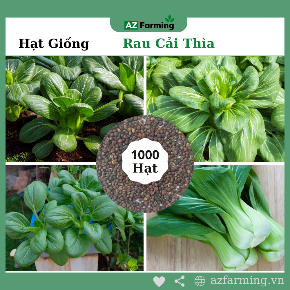 Hạt giống rau cải thìa - gói 1000 hạt - az farming