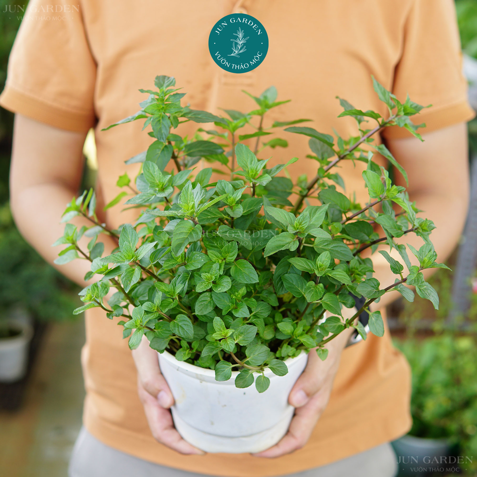 Bạc hà socola JUN GARDEN gia vị Âu, làm nước uống, pha chế, đuổi côn trùng