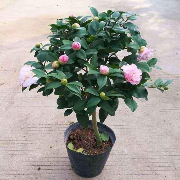 Giống cây trà my nhiều màu hao cho khách chọn