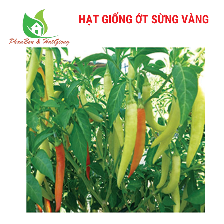 Hạt giống ớt sừng vàng phú nông 0,1g