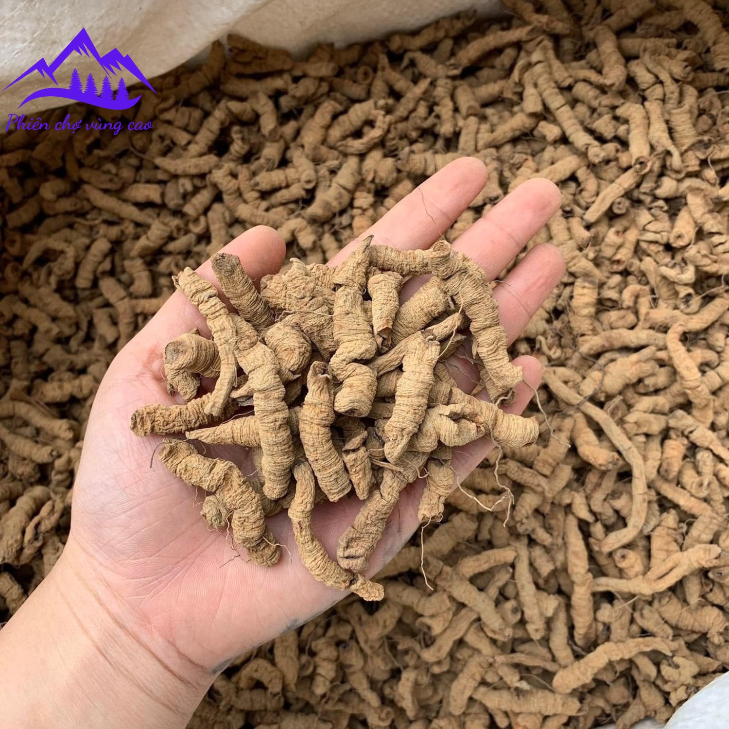 Ba kích tím tách lõi khô Quảng Ninh ngâm rượu loại 1 to size đại. Ba kích tím rừng tươi khô giúp bổ thân tráng dương tăng cường sinh lý