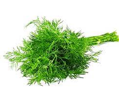 Hạt giống thì là bốn mùa gói 50g