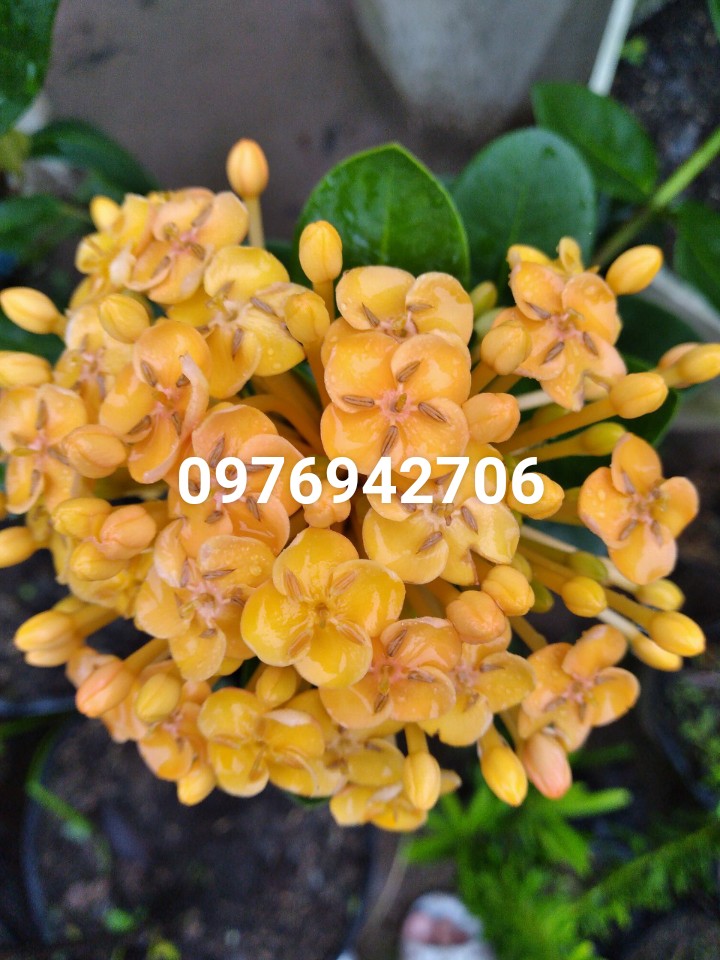 Cây hoa mẫu đơn bông trang phụng hoàng kim loại đại 20-25 CM, về trồng siêu bông-
