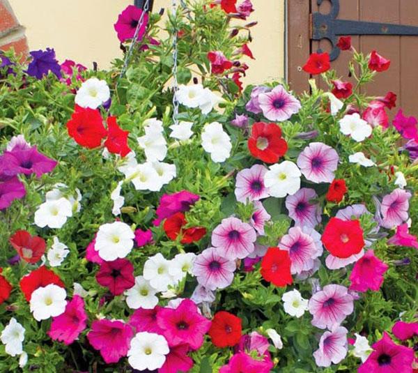 Hạt giống dạ yến thảo nhiều màu