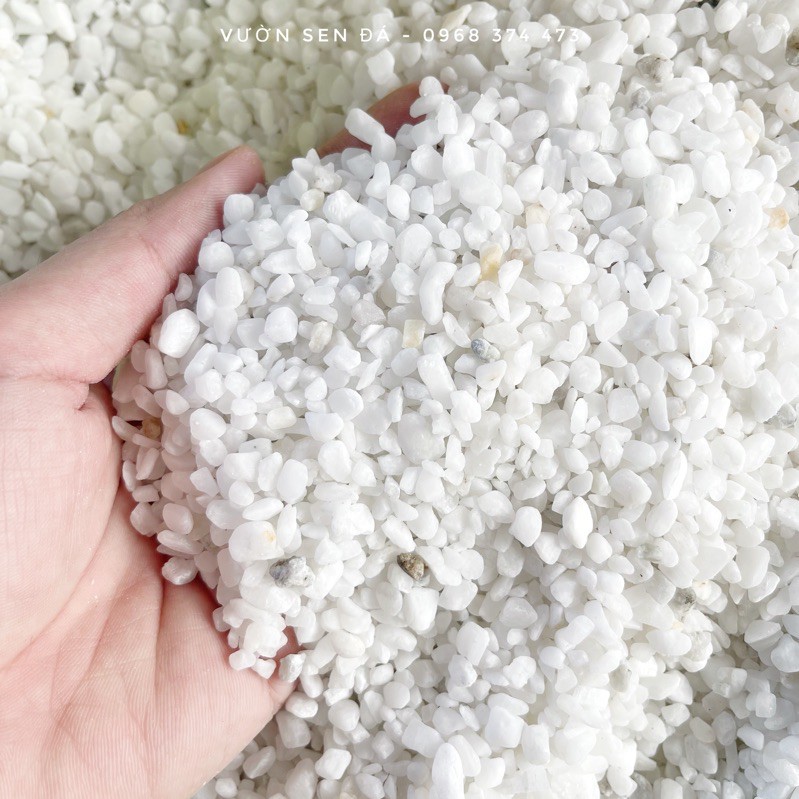 Sỏi trắng 1-1.5cm - vườn sen đá
