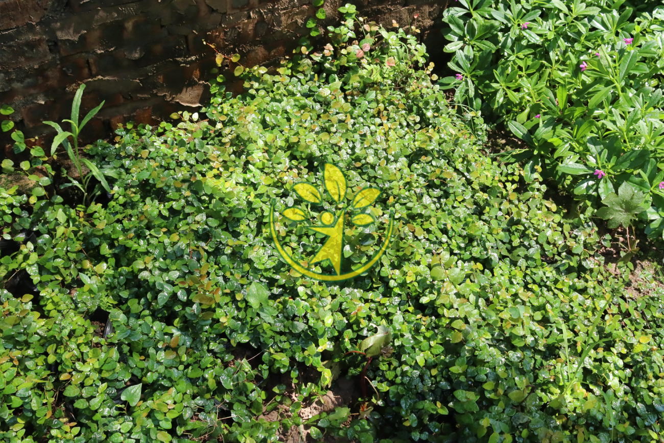 Cây vẩy ốc bám tường cho không gian - Mua 3 cây tặng thêm 1 cây tương ứng