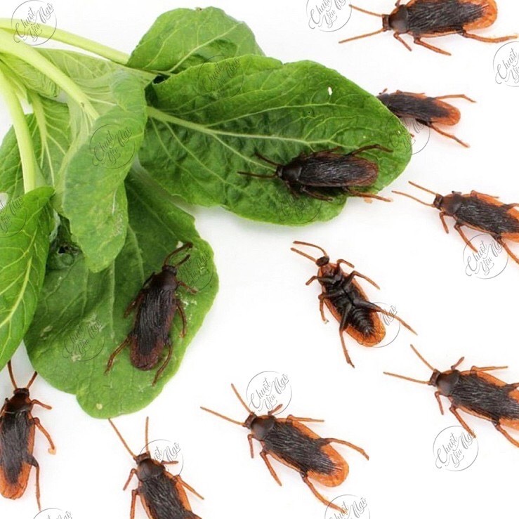 Combo 10 con gián giả nhựa dẻo để troll bạn bè, làm đồ chơi cho chó mèo hoặc làm mồi câu cá