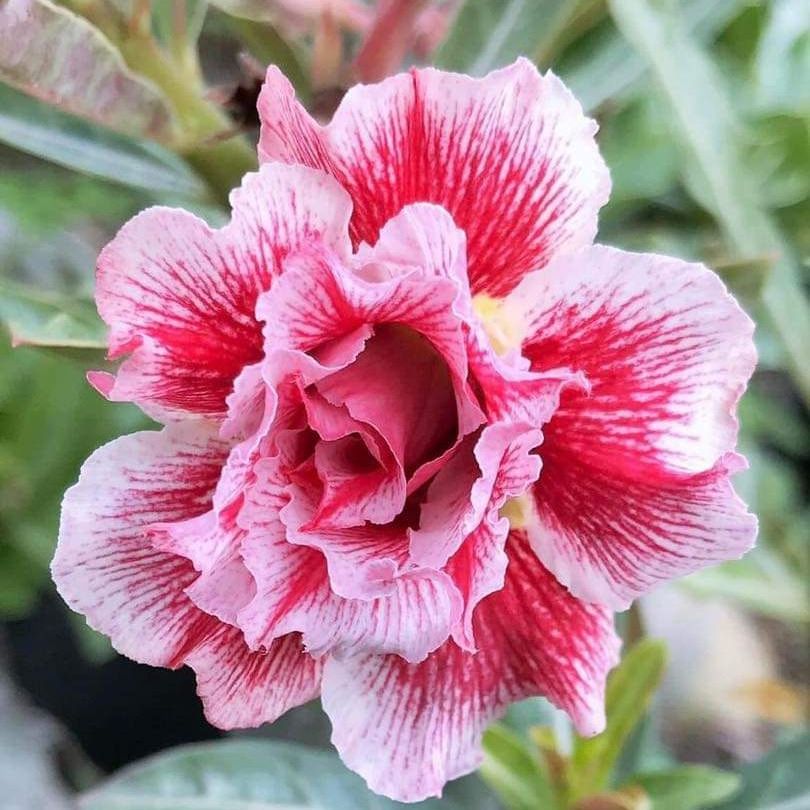 Cây hoa sứ thái ghép giống hoa kép có hương thơm