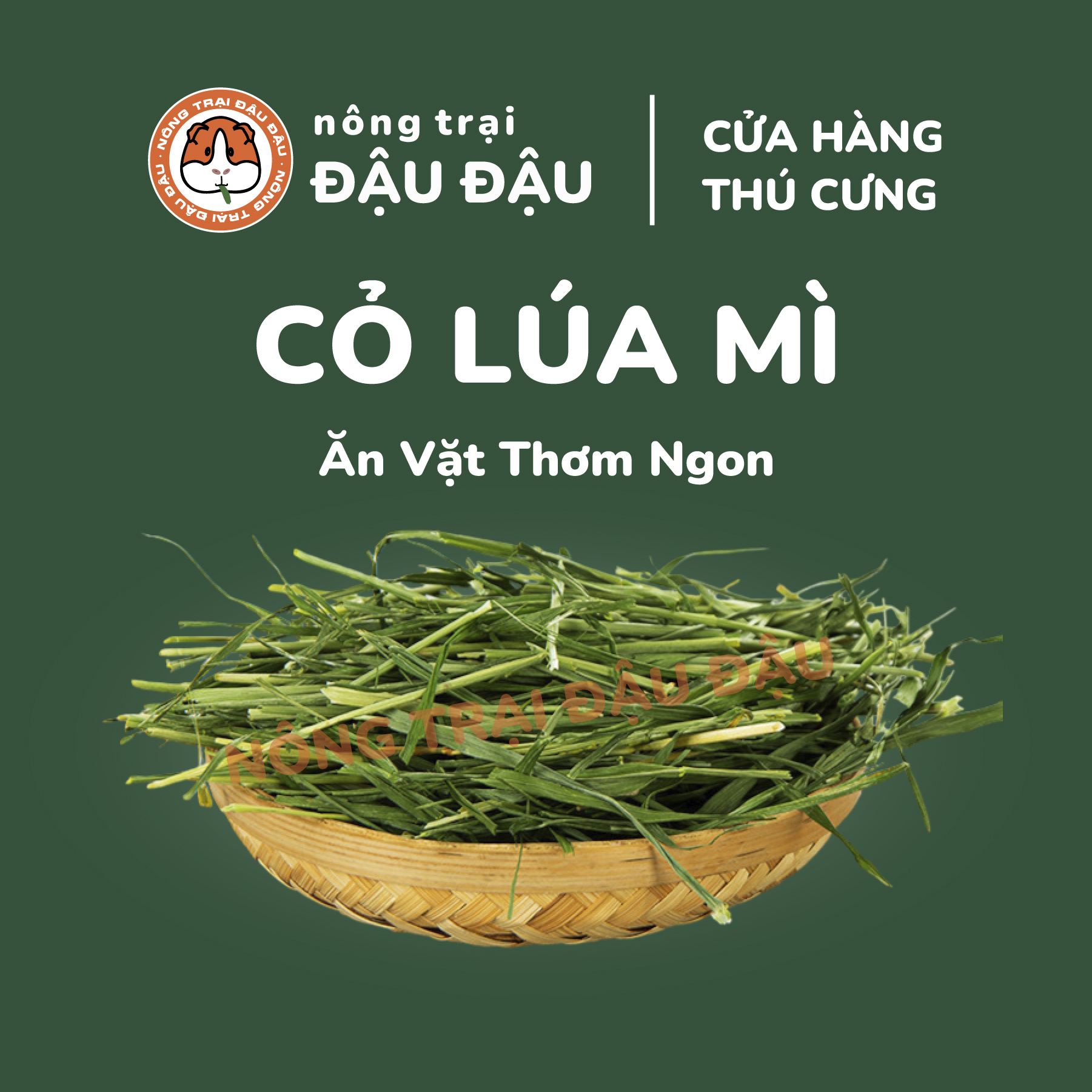 Cỏ lúa mì cho thỏ, bọ ú, chinchilla giàu chất xơ 50g