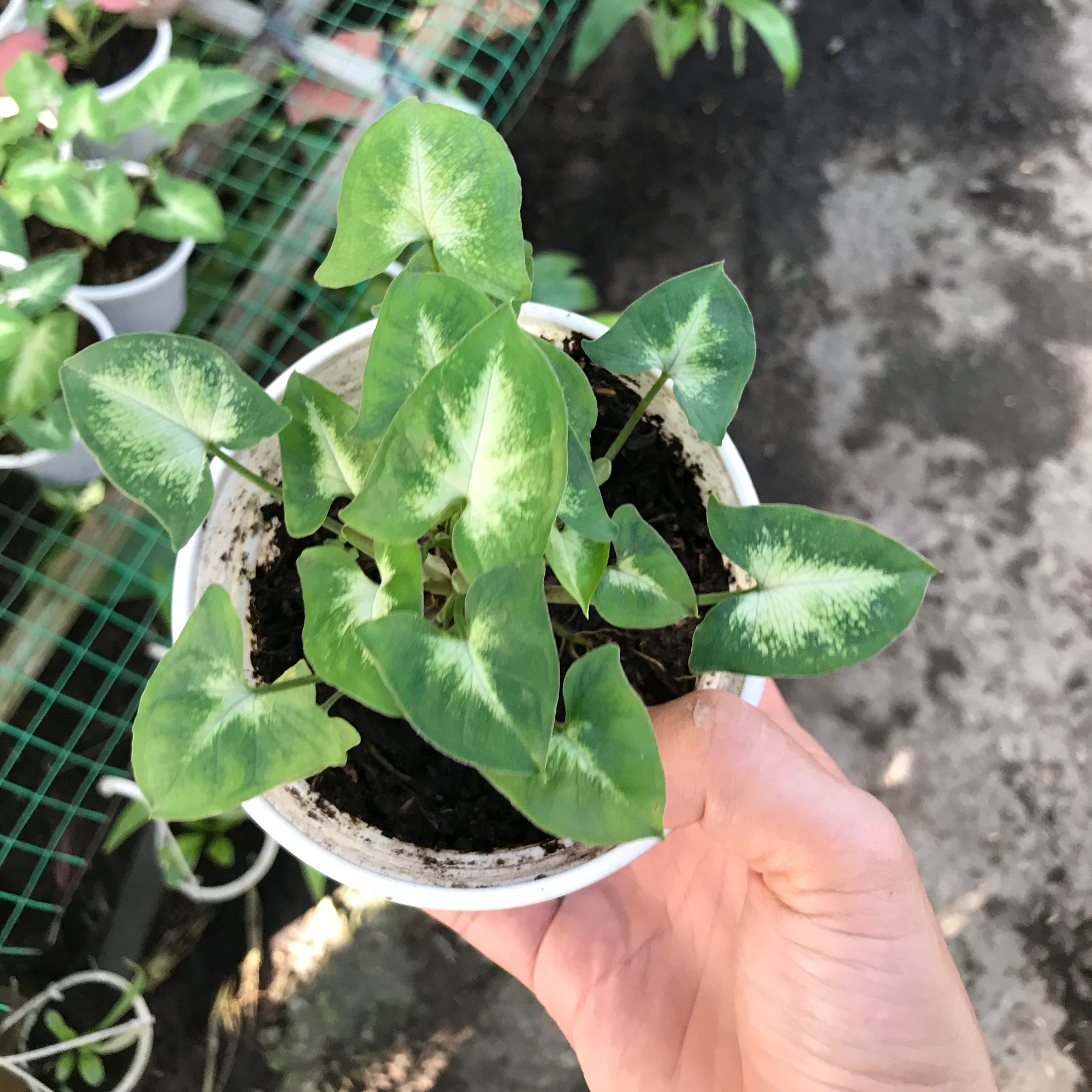 caykiengsadec - Trầu bà để bàn đóm trắng +hoa kiểng lá - cây phong thủy - trang trí nội thất - cây cảnh quang ngoài trời và sân vườn