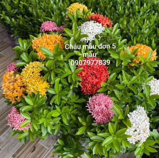Chậu hoa mẫu đơn 5 màu