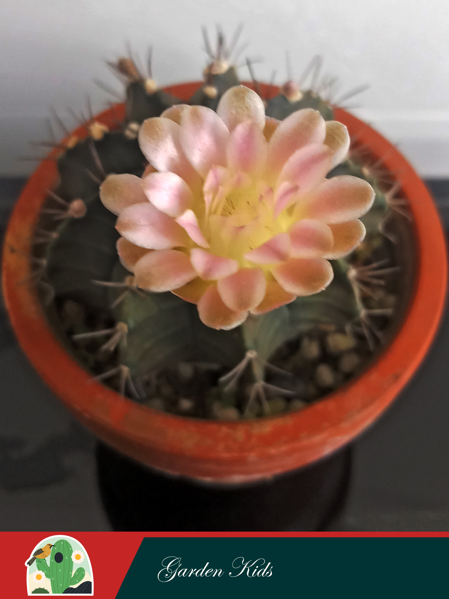 Xương rồng Gymnocalycium Mihanovichii