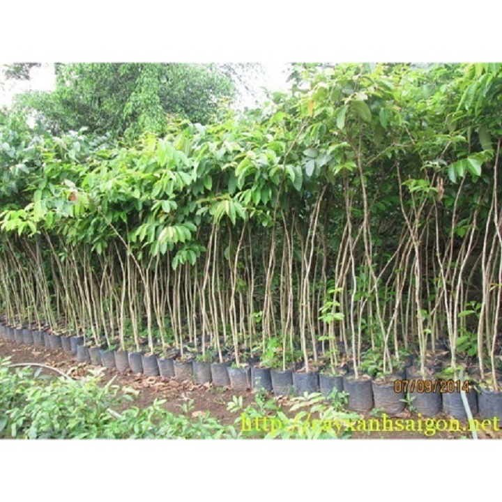 Cây giống bằng lăng tím, cam kết chuẩn giống f1