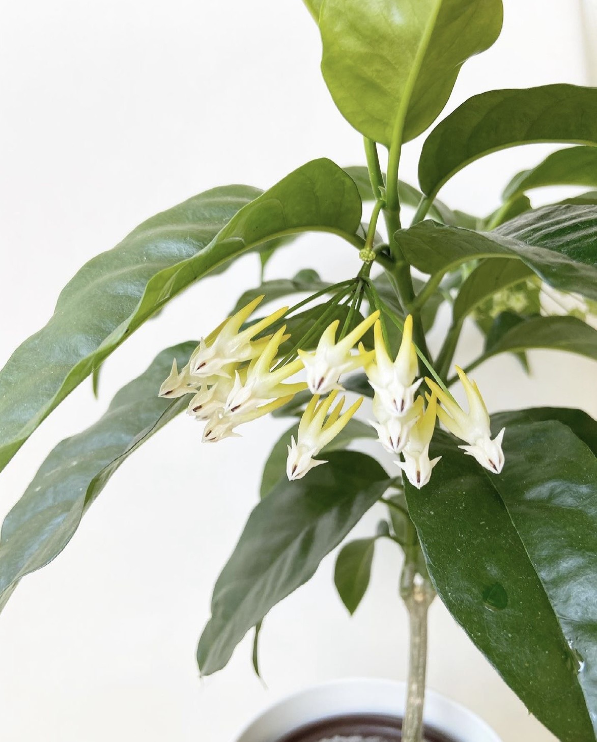Cẩm cù Hoya Multiflora - Cẩm cù hỏa tiễn