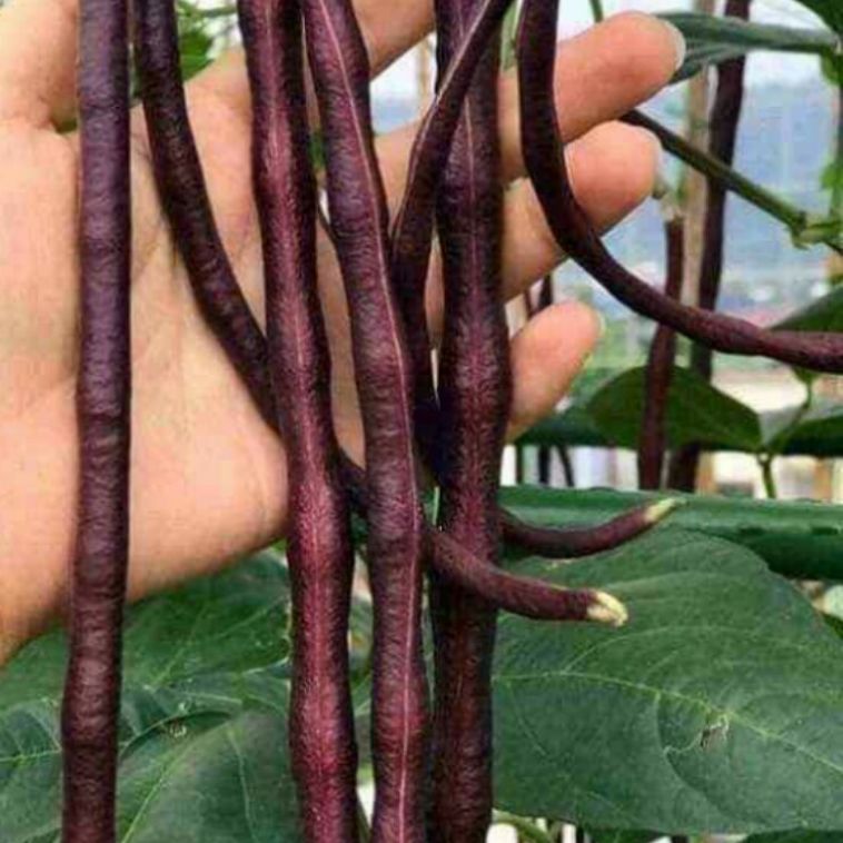 HẠT GIỐNG ĐẬU ĐŨA TÍM MỸ F1 ( GÓI 10 GRAM)