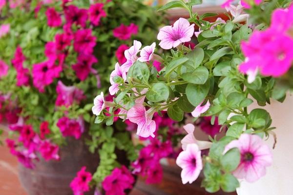 Bộ 2 gói Hạt Giống Dạ Yến Thảo Mix Nhiều Màu hat giong sach thuy canh hat giong hoa dep da yen thao