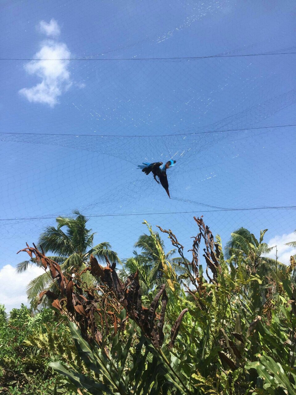 30m lưới chim tàng hình cước thái lan mắt 6p cao 5m 4 dây 3 túi bẫy các loại chim chào mào hoành hoạch cu tiểu cu gáy..