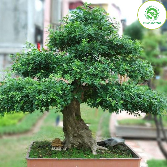 Cây nguyệt quế lá nhỏ giống cao 40 cm