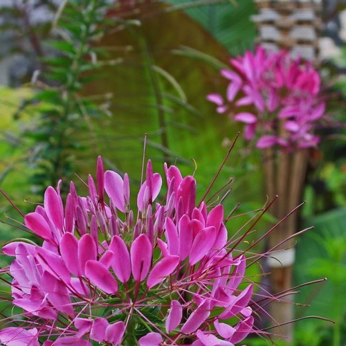 Hạt Giống Hoa túy điệp Mix (Hồng ri) 30 Hạt/ Gói goden seed