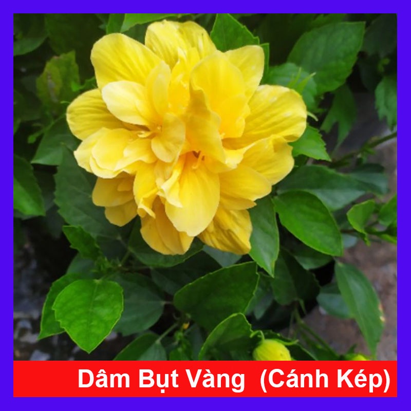 Cây Hoa Dâm Bụt cánh kép - cây cảnh trong nhà