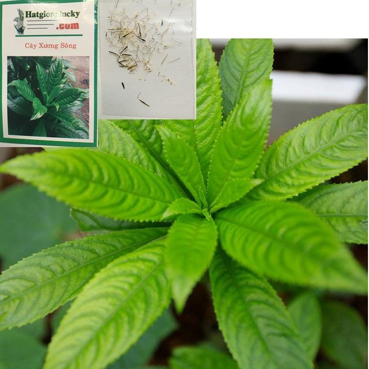 Hạt giống cây xương sông gói 20 hạt xuất xứ Việt Nam