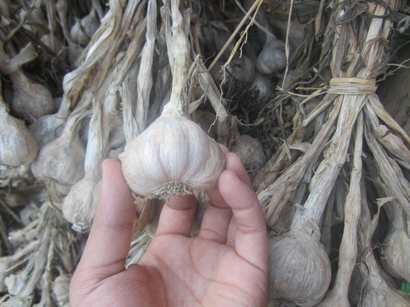 Tỏi ta Kinh Môn Hải Dương thơm ngon