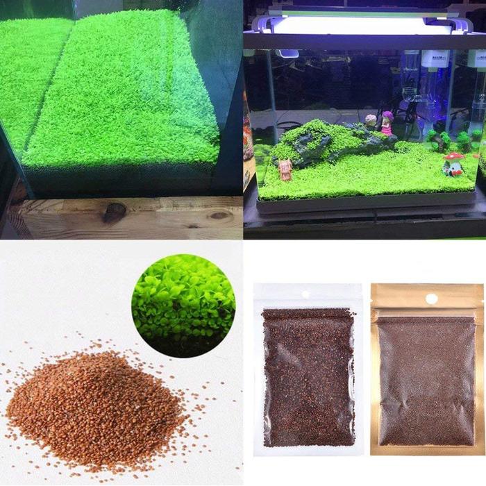 Hạt Giống Trân Châu Lá Lớn Cho Hồ Thủy Sinh