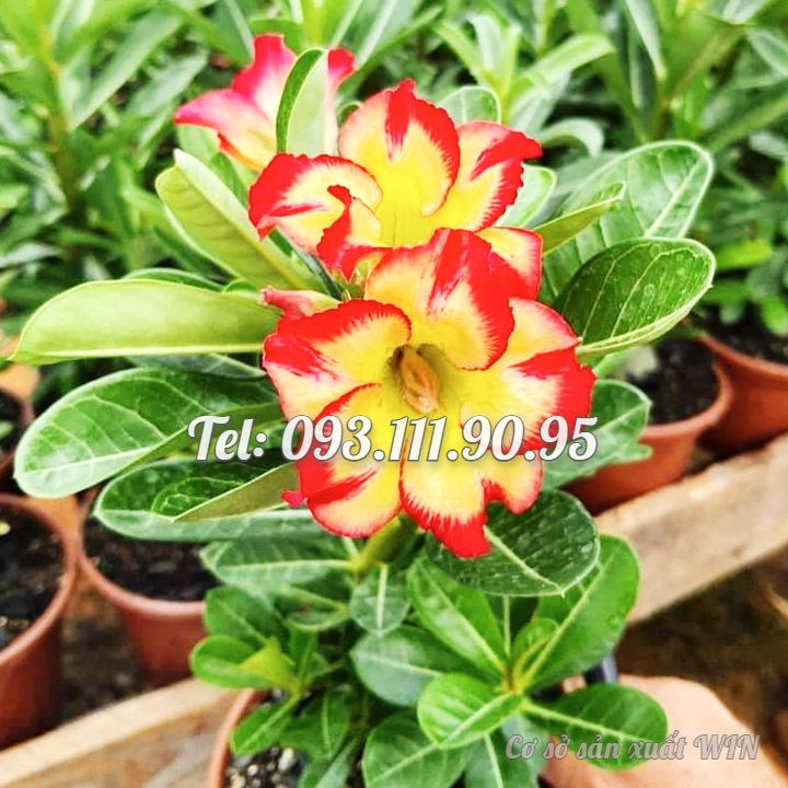 Hạt giống và Cây hoa sứ kép Thái Lan màu vàng viền cánh đỏ – Mã số 1753