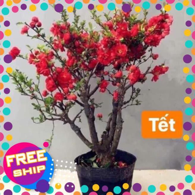 Mai Đỏ bonsai TỨ QUÝ CHẬU HOA QUANH NĂM SIÊU ĐẸP