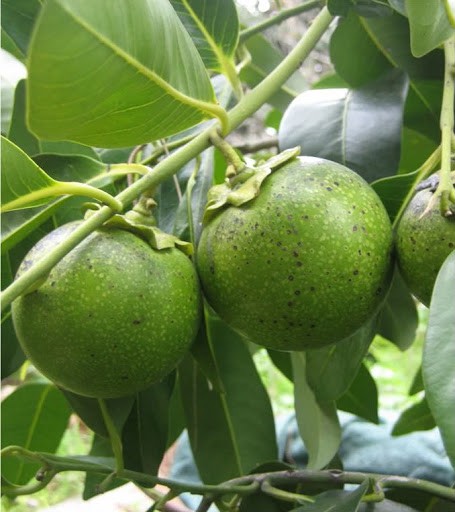 Cây hồng socola + tặng 2 cây quế giống