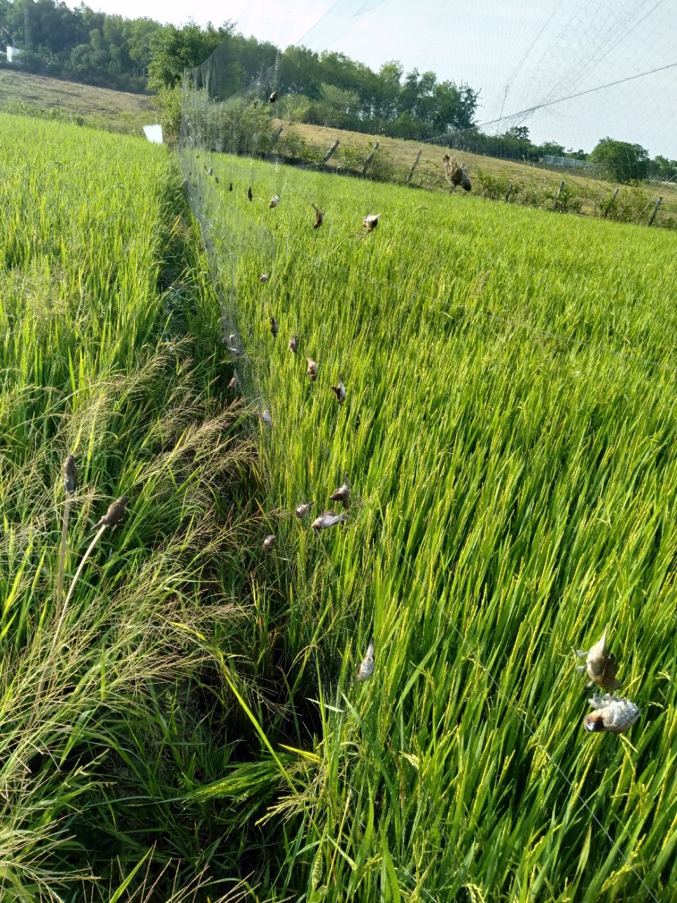 20 Mét lưới bẫy chim sẻ , chào mào , trao trảo ,cu , tổng hợp chim ngày ( lỗ 4 phân chiều cao 6m 5 dây 4 túi ) lưới cước thái màu đen tàng hình