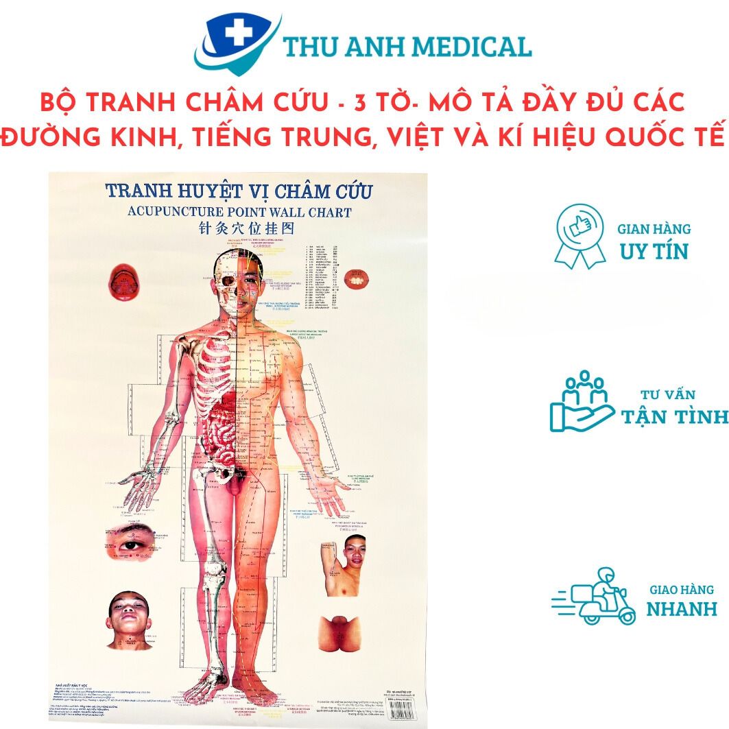 Bộ tranh châm cứu 3 tờ - kích thước 50cm x 70cm/ tờ - chú thích rõ ràng