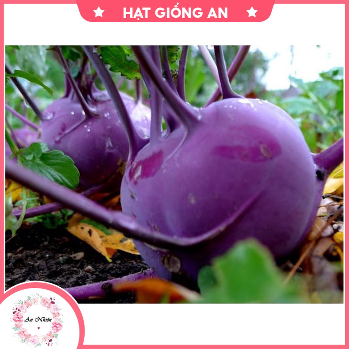 Hạt giống su hào tím tn - 74 - hat giong an