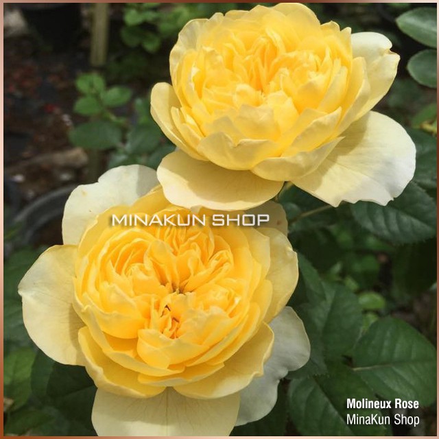 Gốc hoa hồng ngoại Molineux cực đẹp MinaKun Shop giá rẻ, ngâm kích mần