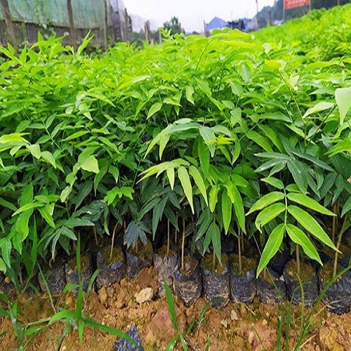 Combo 2 Cây giống cây bồ hòn - 46560