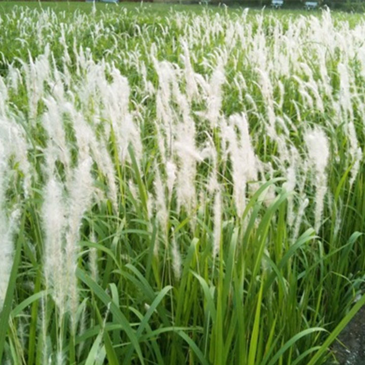 Bạch mao căn khô 1kg