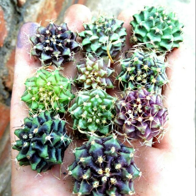 Combo 10 xương rồng gymnol 2.5-3cm