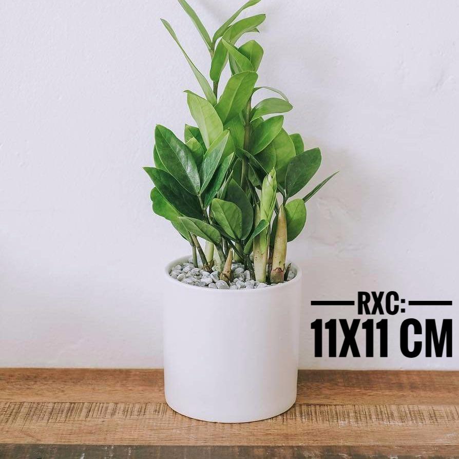 [HCM]Chậu Sứ Trồng Cây Cảnh Để Bàn Cây Nội Thất Sen Đá Cây Bonsai Hình Trụ Trơn