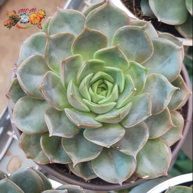 Sen đá hoa hồng xám trung