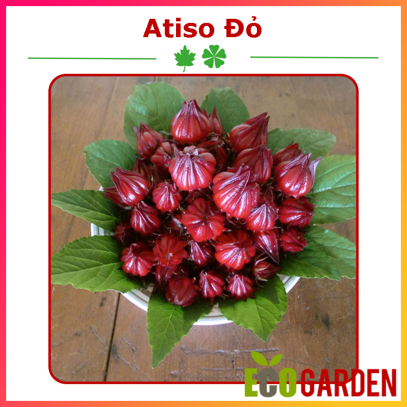 Hạt giống cây atiso đỏ bụp giấm