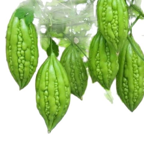 [HCM]Hạt Giống Khổ Qua F1 - Khổ Qua Tiểu Long Siêu Trái - Trái To