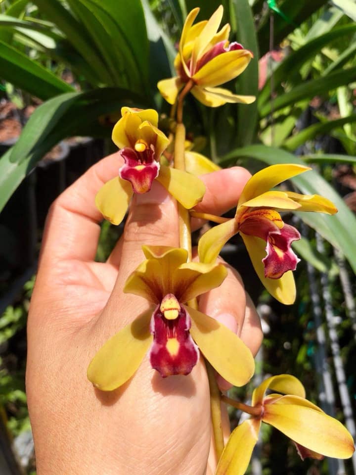 Red Devil  Lan Kiem giống chớp 1 năm tuổi