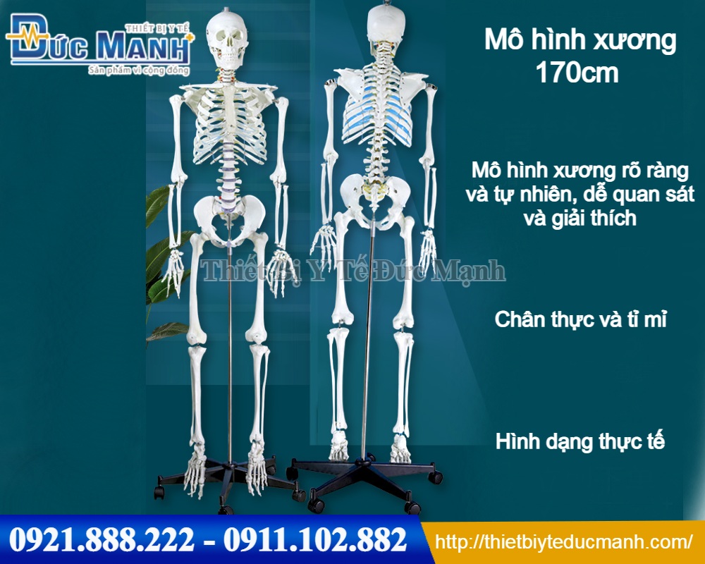 Mô hình xương người 170cm | Lazada.vn